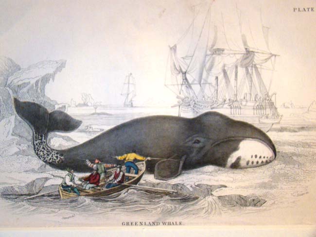 A 19th century hand colored engraving of a whale by W.H.Lizars, 1837